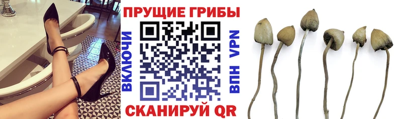 Галлюциногенные грибы Psilocybe  Ильский 